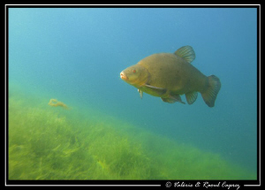 Better in the lake than in the plate ! :-) by Raoul Caprez 